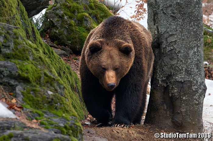 Orso Bruno.jpg